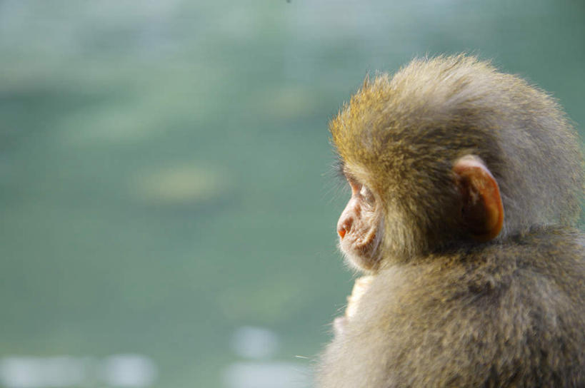 头,无人,坐,横图,室外,特写,白天,侧面,美景,哺乳动物,猴,野生动物,猴子,朦胧,模糊,景观,注视,一只,自然,动物,观察,看,景色,可爱,活泼,观看,察看,关注,自然风光,头部,坐着,半身,彩图