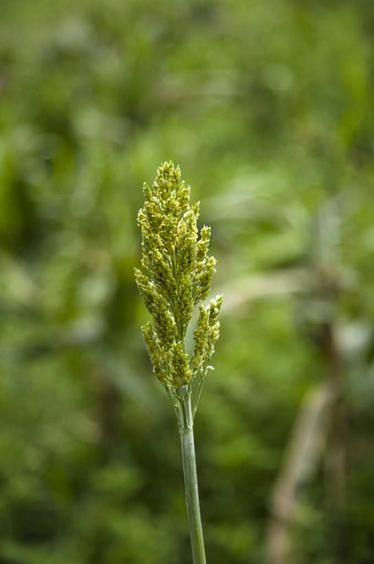 无人,公园,农田,竖图,室外,特写,白天,正面,旅游,度假,庄稼,农作物,美景,台湾,中国,亚洲,朦胧,模糊,景观,谷物,娱乐,自然,享受,休闲,景色,放松,国家公园,自然风光,高粱,东亚,港澳台,中华人民共和国,台湾省,木稷,蜀黍,彩图,耕地,庄稼田,金门,金门国家公园,金门县,台