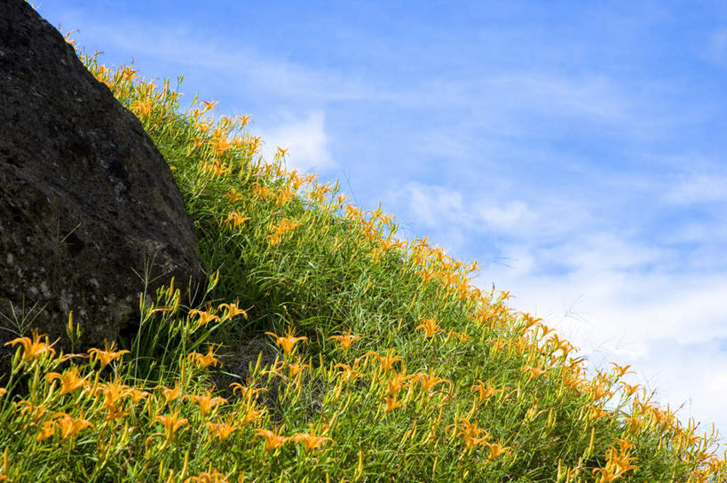 无人,横图,室外,白天,正面,旅游,度假,花海,花圃,石头,美景,山,山脉,植物,百合花,萱草,叶子,台湾,中国,亚洲,阴影,盛开,光线,石子,影子,景观,山峰,云,云朵,山峦,花蕾,云彩,娱乐,花,花瓣,花朵,花卉,鲜花,黄色,蓝色,绿色,白云,蓝天,天空,阳光,自然,花丛,花束,花田,群山,天,花苞,花蕊,享受,休闲,景色,放松,晴朗,自然风光,东亚,沉积岩,花莲县,港澳台,中华人民共和国,强瞿,疗愁,萱草花,宜男,台湾省,水成岩,花莲,百合蒜,倒仙,番韭,山丹,石块,岩石,晴空,忘忧草,金针菜,黄花菜,彩图,富里乡,台