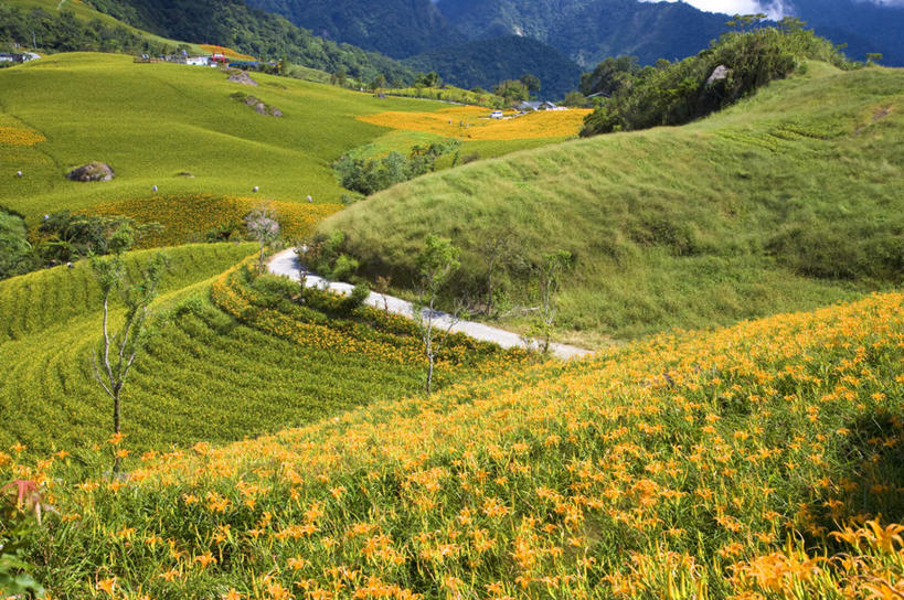 无人,农田,横图,俯视,室外,白天,旅游,度假,庄稼,梯田,农作物,草地,草坪,花海,花圃,石头,美景,山,山脉,植物,百合花,萱草,叶子,台湾,中国,亚洲,曲折,弯曲,盛开,石子,景观,山顶,山峰,山峦,花蕾,娱乐,草,花,花瓣,花朵,花卉,鲜花,树,树木,绿色,自然,花丛,花束,花田,群山,花苞,花蕊,享受,休闲,景色,放松,蜿蜒,生长,成长,自然风光,东亚,沉积岩,花莲县,港澳台,中华人民共和国,强瞿,疗愁,萱草花,宜男,台湾省,颠峰,极峰,水成岩,花莲,百合蒜,倒仙,番韭,山丹,石块,岩石,忘忧草,金针菜,黄花菜,彩图,高角度拍摄,耕地,庄稼田,富里乡,台