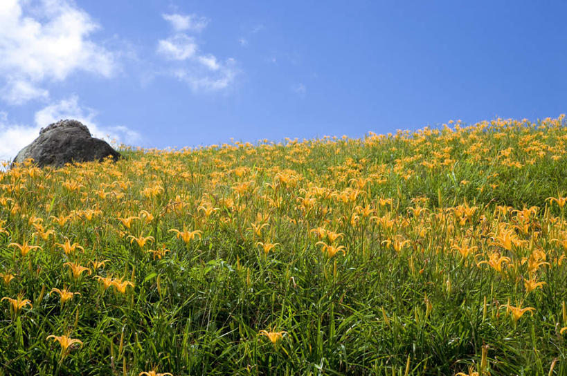 无人,横图,室外,白天,正面,旅游,度假,草地,草坪,花海,花圃,石头,美景,山,山脉,植物,百合花,萱草,叶子,台湾,中国,亚洲,阴影,盛开,光线,石子,影子,景观,山顶,山峰,云,云朵,山峦,花蕾,云彩,娱乐,草,花,花瓣,花朵,花卉,鲜花,蓝色,绿色,白云,蓝天,天空,阳光,自然,花丛,花束,花田,群山,天,花苞,花蕊,享受,休闲,景色,放松,晴朗,自然风光,东亚,沉积岩,花莲县,港澳台,中华人民共和国,强瞿,疗愁,萱草花,宜男,台湾省,颠峰,极峰,水成岩,花莲,百合蒜,倒仙,番韭,山丹,石块,岩石,晴空,忘忧草,金针菜,黄花菜,彩图,富里乡,台