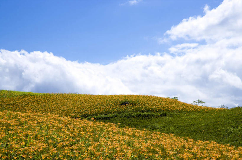 无人,农田,横图,室外,白天,正面,旅游,度假,庄稼,农作物,花海,花圃,石头,美景,山,山脉,植物,百合花,萱草,叶子,台湾,中国,亚洲,阴影,盛开,光线,石子,影子,景观,山顶,山峰,云,云朵,山峦,花蕾,云彩,娱乐,花,花瓣,花朵,花卉,鲜花,黄色,蓝色,绿色,白云,蓝天,天空,阳光,自然,花丛,花束,花田,群山,天,花苞,花蕊,享受,休闲,景色,放松,晴朗,自然风光,东亚,沉积岩,花莲县,港澳台,中华人民共和国,强瞿,疗愁,萱草花,宜男,台湾省,颠峰,极峰,水成岩,花莲,百合蒜,倒仙,番韭,山丹,石块,岩石,晴空,忘忧草,金针菜,黄花菜,彩图,耕地,庄稼田,富里乡,台