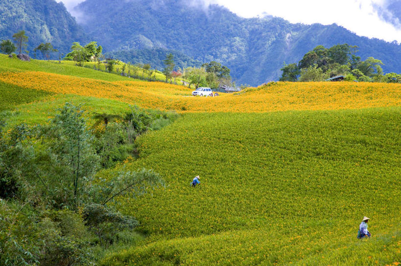 东方人,农民,农田,站,横图,俯视,室外,白天,旅游,度假,庄稼,农作物,草地,草坪,花海,花圃,石头,美景,山,山脉,植物,百合花,萱草,帽子,叶子,台湾,中国,亚洲,服装,盛开,草帽,石子,景观,山顶,山峰,山峦,许多人,花蕾,注视,休闲装,黄种人,娱乐,草,花,花瓣,花朵,花卉,鲜花,树,树木,衣服,黄色,绿色,自然,花丛,花束,花田,群山,花苞,花蕊,观察,看,站着,一群人,享受,休闲,休闲服,景色,放松,服饰,生长,成长,观看,察看,关注,自然风光,东亚,沉积岩,花莲县,港澳台,中华人民共和国,强瞿,疗愁,萱草花,宜男,台湾省,颠峰,极峰,水成岩,花莲,百合蒜,倒仙,番韭,山丹,男人,男性,年轻男性,年轻女性,女人,女性,亚洲人,石块,岩石,忘忧草,金针菜,黄花菜,佃农,农场主,农夫,农工,乡下人,小农,庄稼人,站立,彩图,高角度拍摄,全身,耕地,庄稼田,富里乡,台