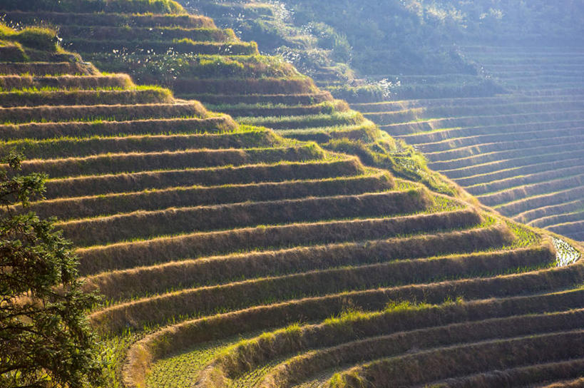 无人,农田,横图,俯视,室外,白天,旅游,度假,庄稼,梯田,农作物,草地,草坪,石头,美景,山,山脉,植物,中国,亚洲,曲折,弯曲,石子,景观,山峰,山峦,娱乐,草,树,树木,绿色,自然,群山,享受,休闲,景色,放松,蜿蜒,生长,成长,广西,自然风光,东亚,沉积岩,龙胜,龙脊梯田,广西壮族自治区,中华人民共和国,桂,华南地区,龙胜各族自治县,水成岩,龙胜梯田,石块,岩石,彩图,高角度拍摄,耕地,庄稼田