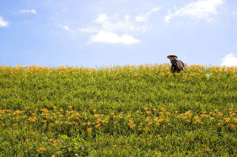 东方人,一个人,农民,农田,站,横图,室外,白天,侧面,旅游,度假,庄稼,农作物,花海,花圃,美景,植物,百合花,萱草,帽子,叶子,台湾,中国,亚洲,仅一个男性,仅一个人,阴影,服装,盛开,光线,草帽,影子,景观,云,云朵,花蕾,云彩,注视,休闲装,黄种人,娱乐,花,花瓣,花朵,花卉,鲜花,仅一个年轻男性,衣服,黄色,蓝色,绿色,白云,蓝天,天空,阳光,自然,花丛,花束,花田,天,花苞,花蕊,观察,看,站着,享受,休闲,休闲服,景色,放松,服饰,晴朗,观看,察看,关注,自然风光,东亚,花莲县,港澳台,中华人民共和国,强瞿,疗愁,萱草花,宜男,台湾省,花莲,百合蒜,倒仙,番韭,山丹,男人,男性,年轻男性,亚洲人,晴空,忘忧草,金针菜,黄花菜,佃农,农场主,农夫,农工,乡下人,小农,庄稼人,站立,彩图,全身,耕地,庄稼田,富里乡,台