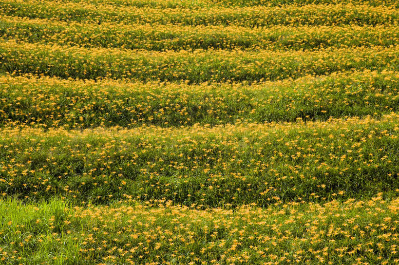 无人,农田,横图,俯视,室外,白天,旅游,度假,庄稼,农作物,花海,花圃,美景,植物,百合花,萱草,叶子,台湾,中国,亚洲,盛开,景观,花蕾,娱乐,花,花瓣,花朵,花卉,鲜花,黄色,绿色,自然,花丛,花束,花田,花苞,花蕊,享受,休闲,景色,放松,自然风光,东亚,花莲县,港澳台,中华人民共和国,强瞿,疗愁,萱草花,宜男,台湾省,花莲,百合蒜,倒仙,番韭,山丹,忘忧草,金针菜,黄花菜,彩图,高角度拍摄,耕地,庄稼田,富里乡,台