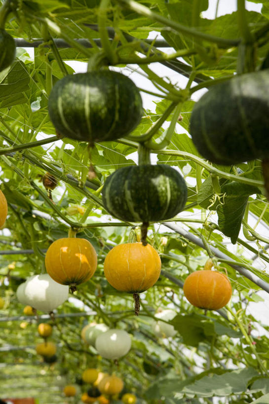 无人,农田,竖图,室内,特写,白天,仰视,庄稼,农作物,南瓜,蔬菜,叶子,台湾,中国,亚洲,吊挂,悬挂,新鲜,金瓜,食品,绿叶,挂,番瓜,食物,嫩叶,有机食品,绿色食品,麦瓜,倭瓜,东亚,屏东县,港澳台,中华人民共和国,台湾省,叶,叶片,彩图,低角度拍摄,耕地,庄稼田,屏东,台