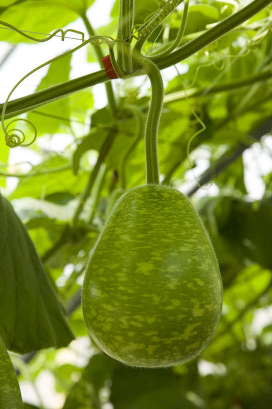 无人,农田,竖图,室外,特写,白天,正面,庄稼,农作物,蔬菜,叶子,台湾,中国,亚洲,吊挂,悬挂,新鲜,食品,绿叶,西葫芦,挂,温室,食物,嫩叶,白瓜,有机食品,绿色食品,设施,暖房,防寒,加温,透光,保温,东亚,屏东县,港澳台,中华人民共和国,茭瓜,台湾省,叶,叶片,彩图,耕地,庄稼田,屏东,台