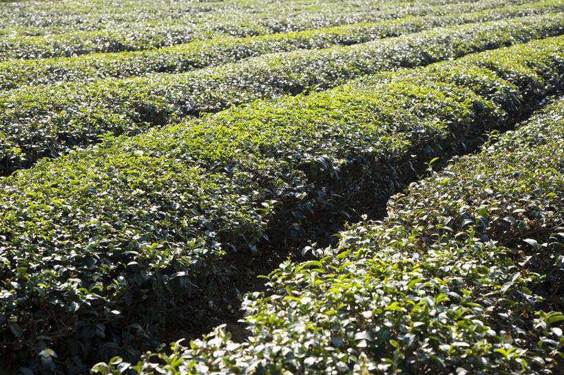 无人,农田,横图,室外,白天,正面,旅游,度假,幸福,庄稼,农作物,美景,茶,台湾,中国,亚洲,景观,茶叶,娱乐,茶园,自然,享受,休闲,温馨,景色,放松,乐趣,提神,舒适,自然风光,醒脑,茶场,东亚,港澳台,中华人民共和国,台湾省,彩图,耕地,庄稼田,苗栗县,苗栗,台