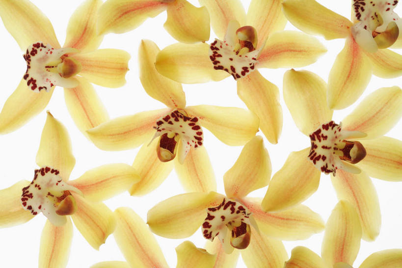 无人,横图,室内,特写,白天,白色背景,正面,许多,盛开,很多,花蕾,花,花瓣,花朵,鲜花,黄色,花苞,花蕊,摄影,影棚,高雅,淡泊,花中君子,兰花,彩图,影棚拍摄,拍摄