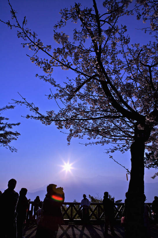 无人,竖图,室外,白天,仰视,旅游,度假,美景,树林,太阳,植物,台湾,中国,亚洲,阴影,光线,影子,景观,娱乐,树,树木,蓝色,绿色,蓝天,天空,阳光,自然,天,享受,休闲,景色,放松,生长,晴朗,成长,自然风光,东亚,嘉义,阿里山,万里无云,港澳台,中华人民共和国,台湾省,嘉义市,晴空,晴空万里,彩图,低角度拍摄,台