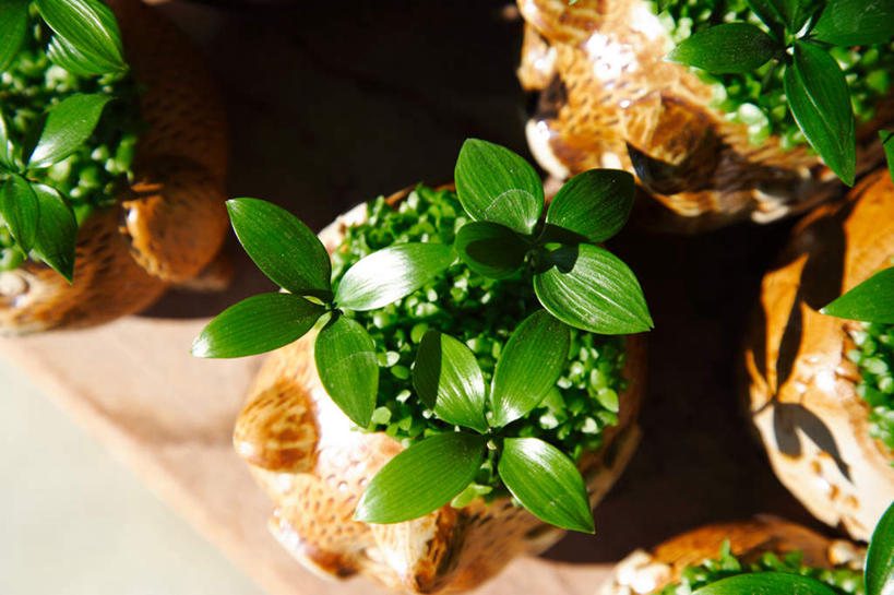 无人,横图,俯视,室外,特写,白天,美景,植物,台湾,中国,亚洲,阴影,反射,盆栽,影子,景观,盆景,绿色,自然,景色,生长,成长,自然风光,东亚,台北县,港澳台,中华人民共和国,台湾省,新北,新北市,彩图,高角度拍摄,莺歌区,台