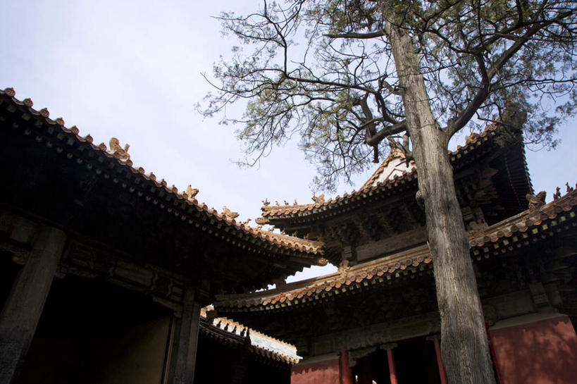 无人,寺庙,横图,室外,白天,仰视,旅游,度假,名胜古迹,植物,标志建筑,地标,建筑,孔庙,中国,亚洲,阴影,节日,遗迹,光线,影子,燃烧,古迹,文化,文物,娱乐,建设,古建筑,山东,树,树木,蓝色,绿色,蓝天,天空,阳光,自然,香火,庙宇,天,祈祷,享受,休闲,健康,旅游胜地,放松,许愿,宗教,信仰,生长,晴朗,成长,纪念,祈求,古文明,东亚,曲阜,曲阜市,山东省,万里无云,中华人民共和国,华东地区,鲁,平安,晴空,晴空万里,彩图,低角度拍摄,庙,寺,本庙