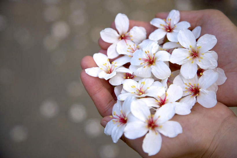 东方人,手,一个人,捧,横图,俯视,室外,特写,白天,亚洲,双手,仅一个女性,仅一个人,一堆,许多,堆叠,堆积,朦胧,模糊,盛开,花蕾,黄种人,花,花瓣,花朵,鲜花,白色,花苞,花蕊,仅一个中年女性,手部,堆,女人,女性,中年女性,亚洲人,端,端着,捧着,手捧,半身,彩图,高角度拍摄,心神不宁,情窦初开,油桐花,三平桐,光桐