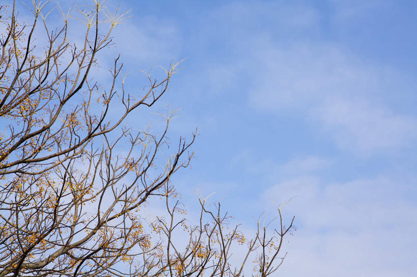 无人,横图,室外,特写,白天,仰视,旅游,度假,美景,植物,台湾,中国,亚洲,阴影,光线,影子,景观,云,云朵,枝条,南,云彩,娱乐,树,树木,树枝,蓝色,白云,蓝天,天空,阳光,自然,天,享受,休闲,景色,放松,晴朗,自然风光,东亚,台南市,港澳台,中华人民共和国,台湾省,台南,虬枝,枝杈,晴空,彩图,低角度拍摄,南市,台南县,台