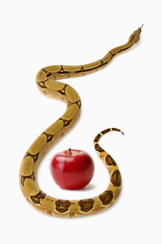 无人,竖图,俯视,室内,白天,白色背景,野生动物,苹果,水果,一条,阴影,新鲜,反射,爬行动物,蛇,影子,生食,食品,果实,注视,食物,一个,爬行,红色,动物,观察,看,摄影,有机食品,绿色食品,影棚,单个,观看,察看,关注,冷血动物,凶猛,脊椎动物,长虫,蚺蛇,红尾蚺,残暴,凶残,彩图,高角度拍摄,全身,影棚拍摄,拍摄,冷血