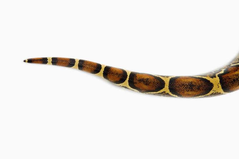 无人,横图,室内,特写,白天,白色背景,正面,野生动物,一条,条纹,纹路,爬行动物,蛇,尾巴,纹理,动物,摄影,影棚,冷血动物,凶猛,脊椎动物,长虫,肌理,蚺蛇,红尾蚺,残暴,凶残,半身,彩图,影棚拍摄,拍摄,冷血