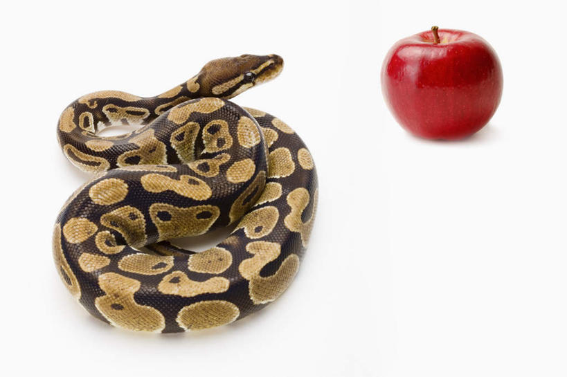 无人,横图,俯视,室内,白天,白色背景,野生动物,苹果,水果,一条,阴影,新鲜,环绕,缠绕,反射,蟒蛇,爬行动物,蛇,影子,生食,食品,果实,注视,食物,一个,红色,动物,观察,看,摄影,有机食品,绿色食品,影棚,单个,观看,察看,关注,冷血动物,纠缠,凶猛,脊椎动物,长虫,球蟒,残暴,凶残,彩图,高角度拍摄,全身,影棚拍摄,拍摄,冷血