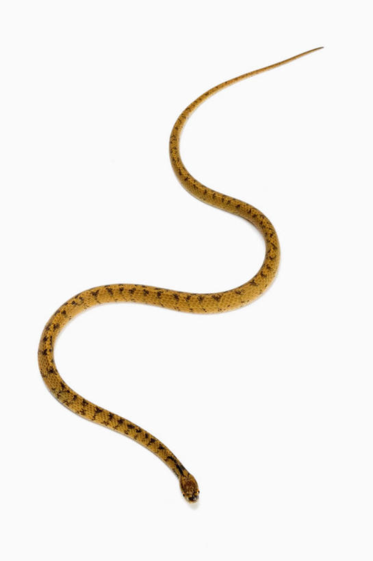 无人,竖图,俯视,室内,白天,白色背景,野生动物,一条,阴影,反射,爬行动物,蛇,影子,注视,爬行,动物,观察,看,摄影,影棚,观看,察看,关注,冷血动物,凶猛,脊椎动物,长虫,残暴,凶残,彩图,高角度拍摄,全身,影棚拍摄,拍摄,钝头蛇,冷血