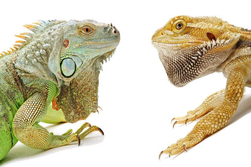 头,无人,横图,室内,特写,白天,白色背景,侧面,野生动物,蜥蜴,阴影,反射,影子,相视,黄色,绿色,动物,两只,面对面,摄影,影棚,对视,互视,相对,石龙子,鬃狮蜥,相看,泉龙,猪婆蛇,四脚蛇,蜴,东部鬃狮蜥,头部,半身,彩图,影棚拍摄,拍摄