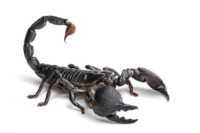 无人,横图,室内,特写,白天,白色背景,侧面,野生动物,阴影,反射,影子,注视,一只,动物,观察,看,摄影,影棚,观看,察看,关注,凶猛,节肢动物,蝎子,帝蝎,非洲帝王蝎,非洲巨蝎,真帝王蝎,残暴,凶残,彩图,全身,影棚拍摄,拍摄