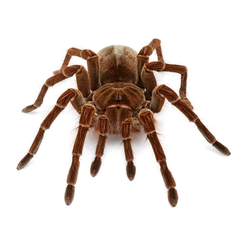 无人,方图,室内,特写,白天,白色背景,正面,阴影,反射,昆虫,蜘蛛,影子,一只,红色,动物,摄影,影棚,八脚螅,节肢动物,益虫,波丝,彩图,全身,影棚拍摄,拍摄