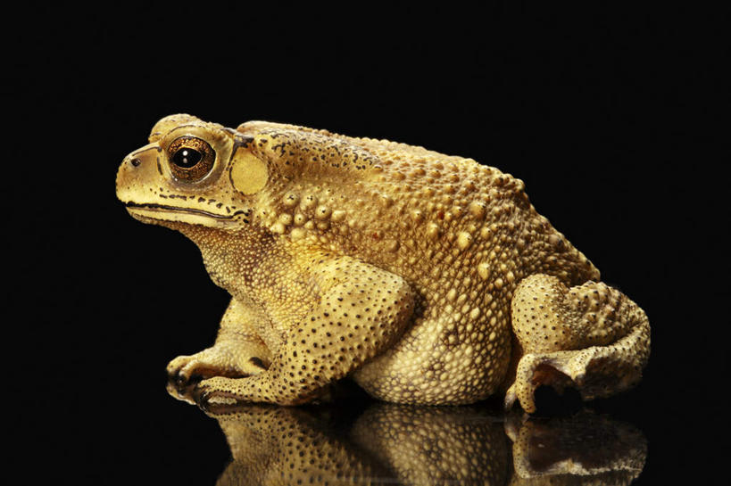 无人,坐,横图,室内,特写,白天,白色背景,侧面,蟾蜍,野生动物,阴影,反射,影子,注视,一只,动物,观察,看,金色,摄影,活泼,影棚,观看,察看,关注,黑眶蟾蜍,蟾,癞蛤蟆,蛤蟆,坐着,彩图,全身,影棚拍摄,拍摄,癞疙疱,蛤巴