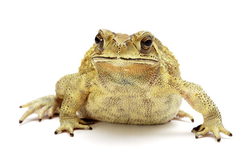 无人,站,横图,室内,特写,白天,白色背景,正面,蟾蜍,野生动物,阴影,反射,影子,注视,一只,动物,观察,看,站着,金色,摄影,活泼,影棚,观看,察看,关注,黑眶蟾蜍,蟾,癞蛤蟆,蛤蟆,站立,彩图,全身,影棚拍摄,拍摄,癞疙疱,蛤巴