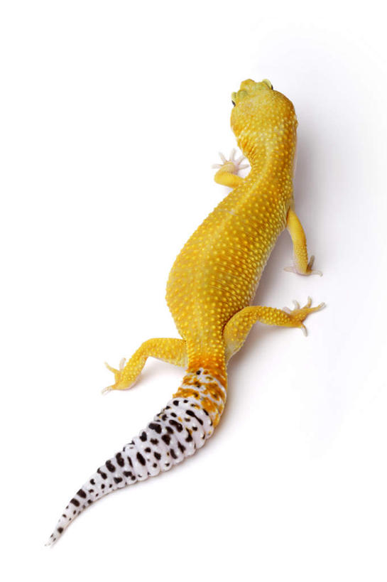 无人,竖图,俯视,室内,特写,白天,白色背景,壁虎,野生动物,阴影,条纹,反射,爬行动物,尾巴,影子,一只,黄色,动物,趴着,摄影,影棚,豹纹壁虎,豹纹守宫,蝎虎,守宫,趴,彩图,高角度拍摄,全身,影棚拍摄,拍摄