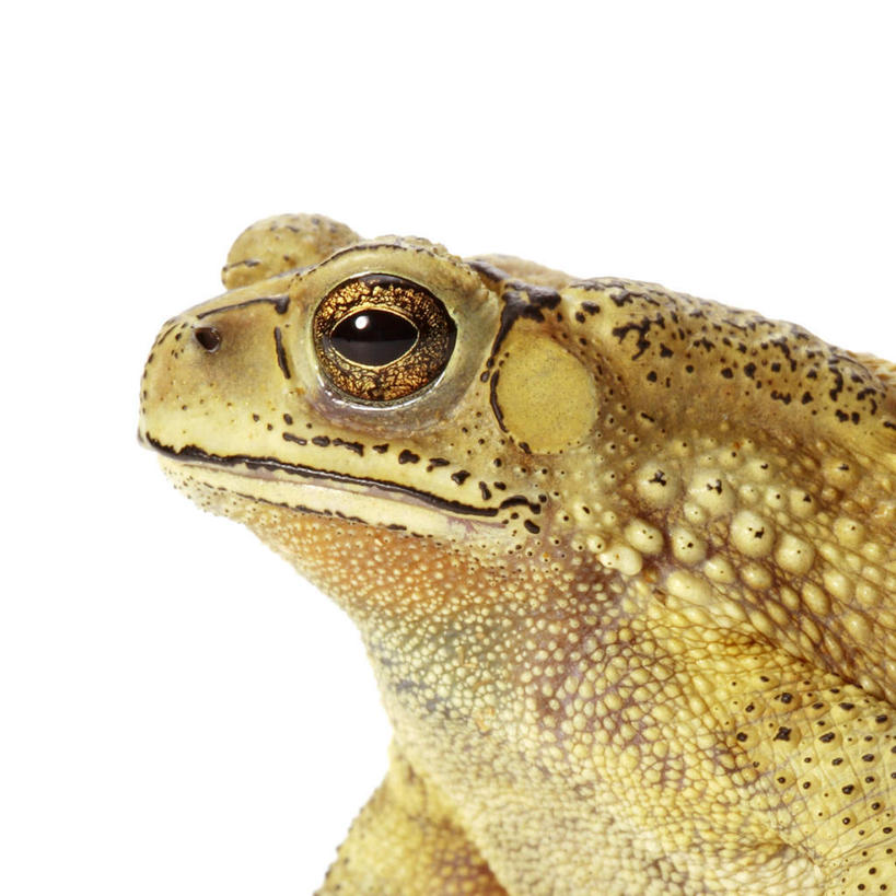 头,无人,方图,室内,特写,白天,白色背景,侧面,蟾蜍,野生动物,阴影,反射,影子,注视,一只,动物,观察,看,趴着,金色,摄影,活泼,影棚,观看,察看,关注,黑眶蟾蜍,蟾,头部,癞蛤蟆,蛤蟆,趴,半身,彩图,影棚拍摄,拍摄,癞疙疱,蛤巴