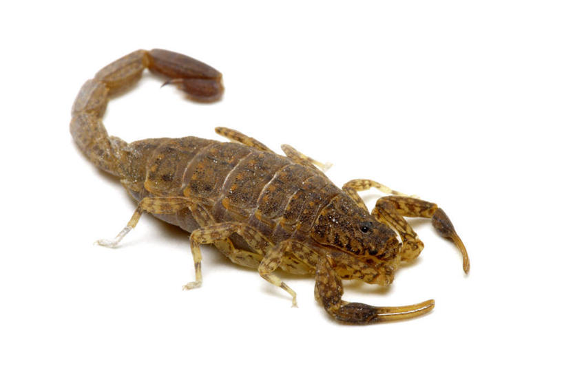 无人,横图,俯视,室内,特写,白天,白色背景,阴影,反射,影子,注视,一只,动物,观察,看,趴着,摄影,影棚,观看,察看,有毒,关注,节肢动物,蝎子,节足动物,趴,彩图,高角度拍摄,全身,影棚拍摄,拍摄,树皮蝎