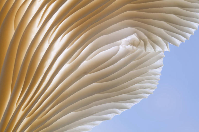 无人,横图,室外,特写,白天,正面,蔬菜,新鲜,纹路,纹理,菌菇,食品,菌类,平菇,食物,食用菌,有机食品,绿色食品,真菌,肌理,糙皮侧耳,侧耳,黑牡丹菇,彩图