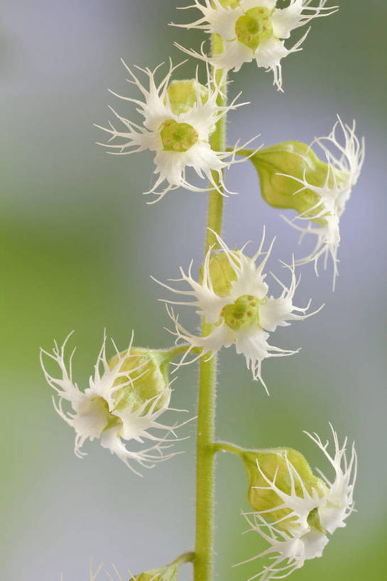 无人,竖图,室外,特写,白天,正面,美景,虎耳草,朦胧,模糊,盛开,景观,花蕾,花,花瓣,花朵,鲜花,自然,花苞,花蕊,景色,自然风光,坚持,持续,老虎草,金线吊芙蓉,金丝荷叶,彩图