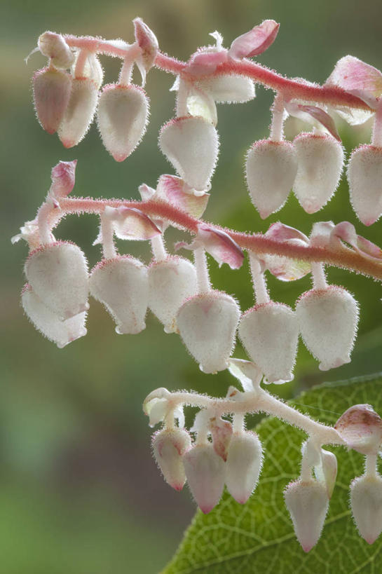 无人,竖图,室外,特写,白天,正面,美景,植物,朦胧,模糊,盛开,景观,枝条,花蕾,花,花瓣,花朵,鲜花,树,树木,树枝,自然,花苞,花蕊,景色,自然风光,虬枝,枝杈,满山香,透骨草,彩图,白珠树,滇白珠树,冬绿树,火炭子,满天香,透骨香,洗澡叶,钻骨风