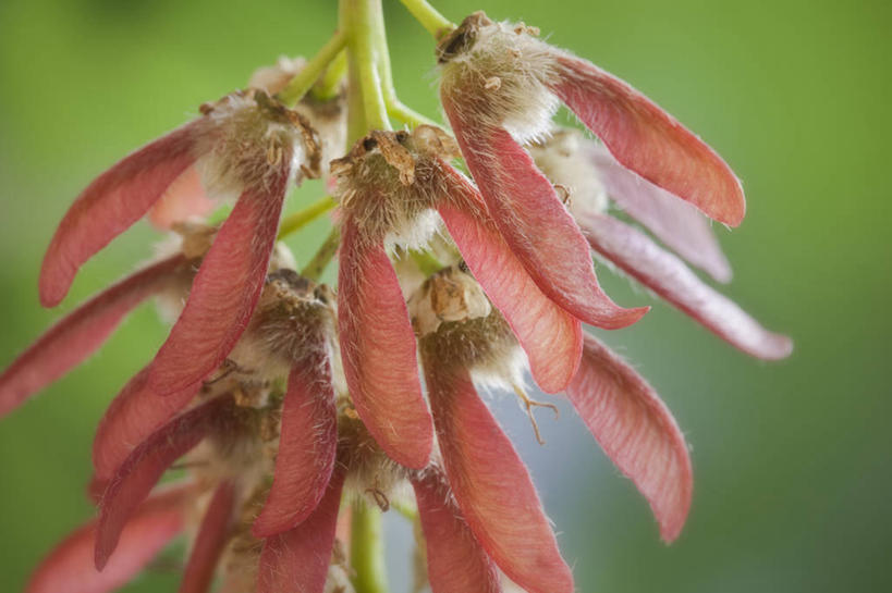 无人,横图,室外,特写,白天,正面,美景,植物,枫树,朦胧,模糊,景观,种子,枝条,树,树木,树枝,自然,景色,自然风光,槭树,虬枝,枝杈,北方红枫,北美红枫,红花槭,红糖槭,加拿大红枫,美国红枫,沼泽枫,彩图