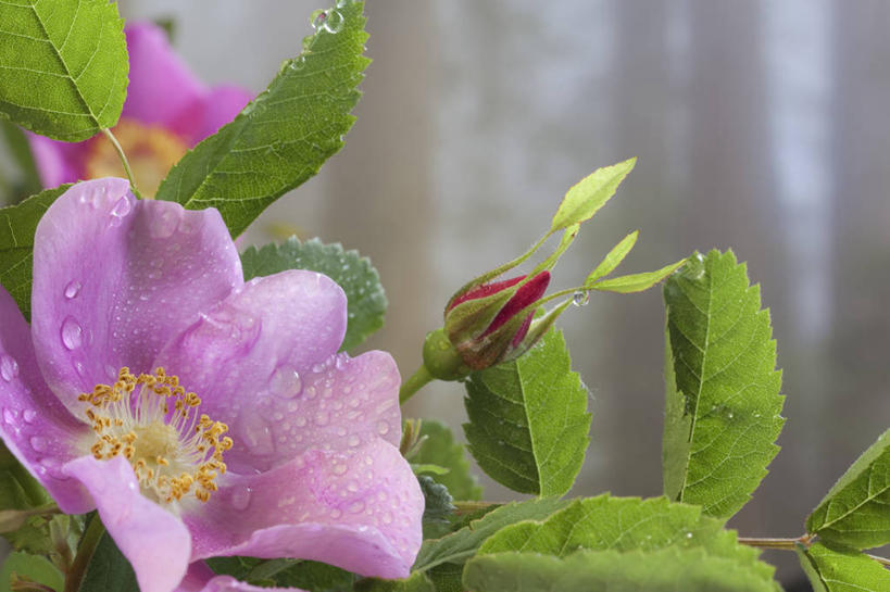 无人,横图,室外,特写,白天,正面,爱情,幸福,纯洁,热情,花海,花圃,美景,水,植物,露水,玫瑰,叶子,朦胧,模糊,盛开,透明,液体,景观,水滴,玫瑰花,浪漫,花蕾,水珠,花,花瓣,花朵,花卉,鲜花,粉色,绿色,自然,花丛,花束,花田,露珠,花苞,花蕊,温暖,温馨,景色,恩爱,生机,和睦,剔透,自然风光,感动,尊敬,灵动,通明,野玫瑰,天真,刺玫花,徘徊花,彩图,晶莹,融洽