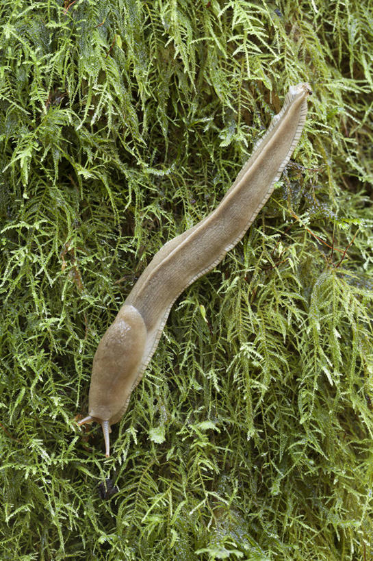 无人,竖图,俯视,室外,特写,白天,美景,植物,阴影,光线,影子,景观,青苔,苔藓,注视,一只,爬行,绿色,阳光,自然,动物,观察,看,爬,景色,生长,成长,观看,软体动物,察看,关注,自然风光,鼻涕虫,蜒蚰,蛞蝓,匍匐,水蜒蚰,彩图,高角度拍摄,全身