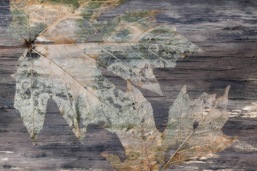 无人,横图,俯视,室外,特写,白天,美景,叶子,朦胧,模糊,干枯,纹路,纹理,景观,褐色,枫叶,枯叶,落叶,树桩,树,树干,黄色,红色,自然,木桩,景色,枫树叶,干涸,凋谢,自然风光,肌理,枯槁,叶,叶片,彩图,高角度拍摄