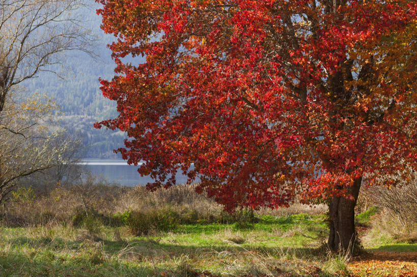 无人,横图,室外,特写,白天,正面,草地,草坪,湖,湖泊,美景,山,山脉,水,植物,枫树,华盛顿,美国,阴影,朦胧,模糊,光线,影子,湖面,景观,山峰,水流,水面,枝条,山峦,草,树,树木,树枝,绿色,阳光,自然,湖水,群山,景色,北美,北美洲,自然风光,美洲,华盛顿州,常绿之州,常青州,槭树,北亚美利加洲,亚美利加洲,虬枝,枝杈,北方红枫,北美红枫,红花槭,红糖槭,加拿大红枫,美国红枫,沼泽枫,彩图,美利坚合众国,基萨普县