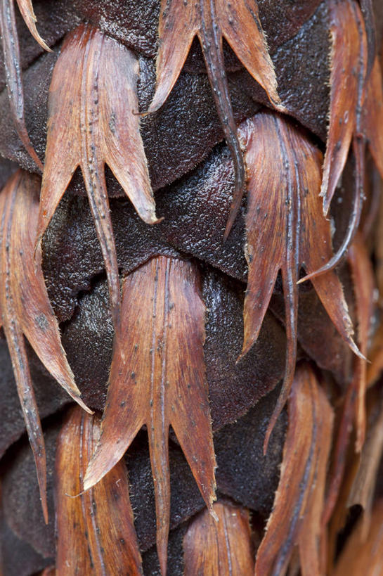 无人,竖图,室外,特写,白天,正面,微距,美景,松树,纹路,纹理,景观,坚果,褐色,果实,松果,自然,干果,景色,松塔,自然风光,坚定,肌理,长寿,贞洁,彩图,微距摄影