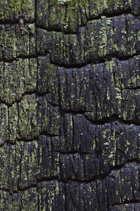 无人,竖图,室外,特写,白天,正面,热情,美景,松树,火,废弃,朦胧,模糊,火焰,景观,树桩,雪松,燃烧,树,树干,黑色,自然,木桩,景色,销毁,火灾,灾难,自然风光,坚定,长寿,贞洁,劫难,磨难,灾祸,烧毁,香柏,彩图,灾害