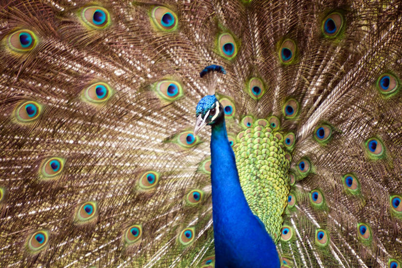 无人,站,横图,室外,特写,白天,正面,孔雀,鸟,野生动物,鲜艳,鸟类,美丽,注视,漂亮,一只,动物,观察,看,站着,可爱,活泼,观看,保护,吉祥,察看,优美,关注,华贵,善良,防御,艳丽,孔雀开屏,越鸟,百鸟之王,示威,斑斓,瑰丽,娇艳,锦绣,奇丽,求偶,站立,半身,彩图