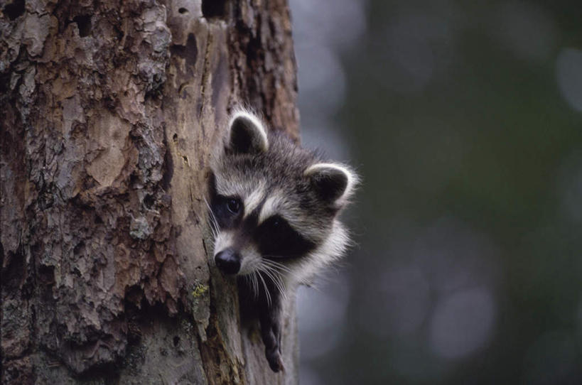 无人,攀登,横图,室外,特写,白天,正面,旅游,度假,美景,森林,树林,植物,野生动物,朦胧,模糊,景观,树桩,扭头,注视,娱乐,树,树干,树木,一只,绿色,自然,动物,观察,看,转头,享受,休闲,爬,木桩,景色,放松,可爱,活泼,生长,成长,观看,察看,关注,自然风光,浣熊,白鼻豿,攀爬,半身,彩图