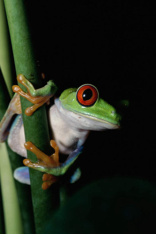 无人,攀登,竖图,室外,特写,夜晚,正面,植物,野生动物,叶子,红眼树蛙,树蛙,纹理,绿叶,注视,一只,绿色,动物,观察,看,爬,嫩叶,可爱,活泼,观看,察看,关注,肌理,叶,叶片,叶脉,攀爬,彩图,全身