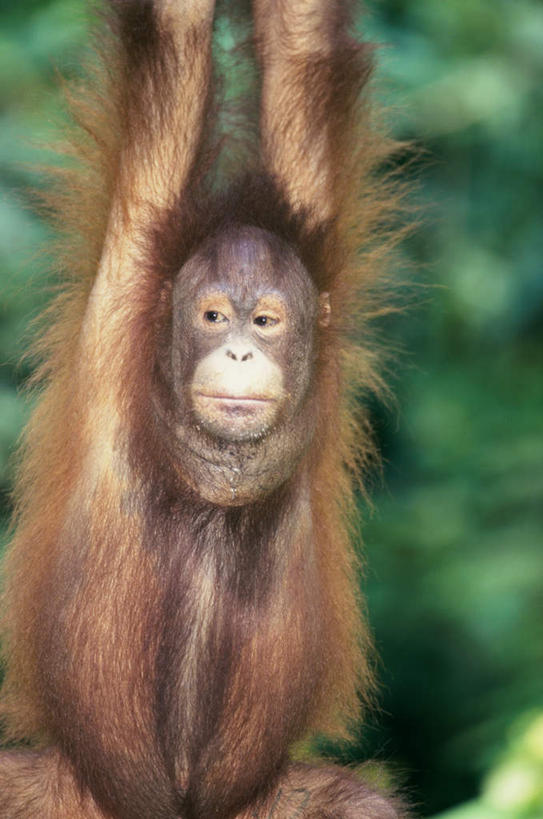 无人,拉,竖图,室外,特写,白天,正面,旅游,度假,美景,森林,树林,植物,野生动物,猩猩,吊挂,悬挂,朦胧,模糊,景观,棕色,挂,注视,娱乐,树,树木,一只,绿色,自然,动物,观察,看,享受,休闲,景色,放松,活泼,生长,成长,观看,察看,关注,自然风光,婆罗洲猩猩,半身,彩图