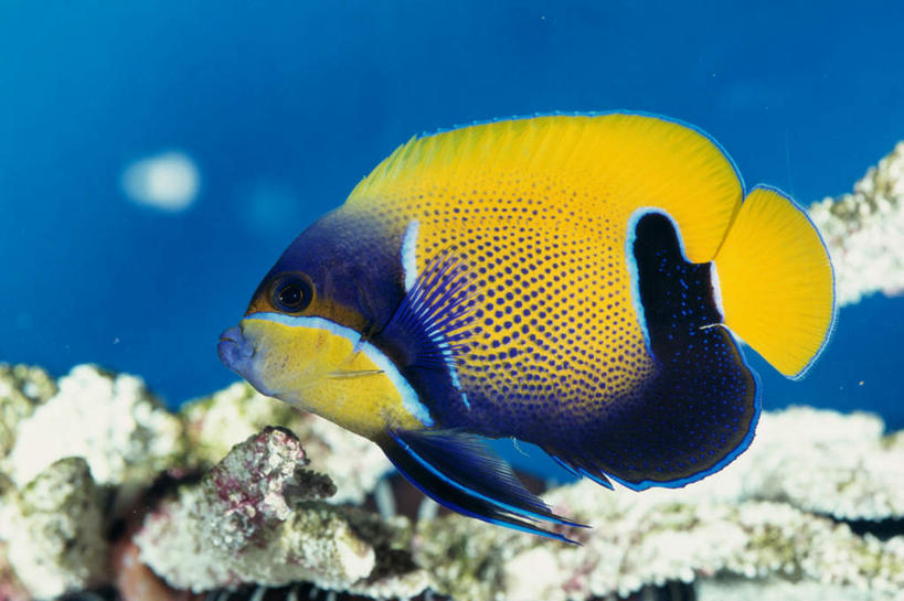 游泳,无人,横图,室内,特写,白天,侧面,旅游,度假,海底,水下,海浪,海洋,礁石,石头,美景,一条,鱼,石子,景观,浪花,水底,注视,娱乐,鱼类,海洋生物,黄色,蓝色,自然,海水,观察,看,享受,休闲,景色,放松,海底世界,观看,察看,关注,自然风光,水生动物,水生物,海景,海底动物,泅水,拍浮,大海,风浪,海,海床,海水的波动,礁,近岸浪,石块,岩石,涌浪,彩图,全身,刺蝶鱼