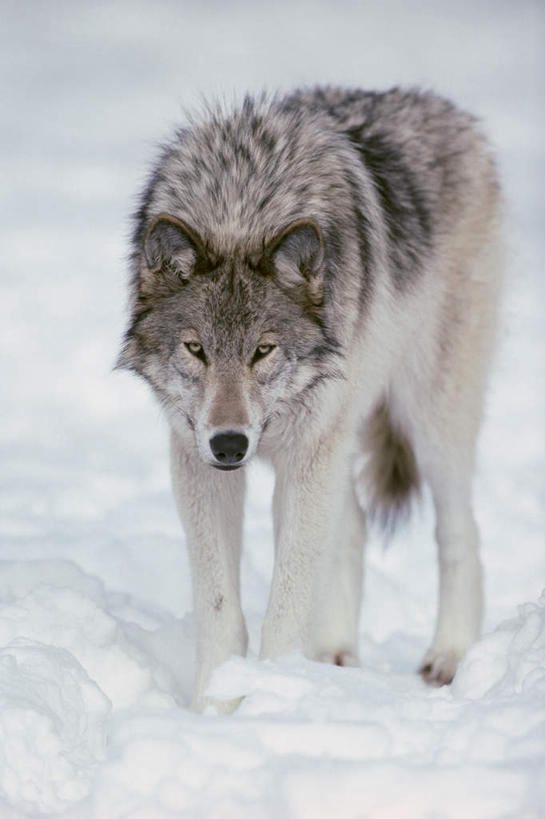 无人,站,竖图,室外,白天,正面,旅游,度假,美景,雪,大雪,狼,野生动物,积雪,景观,雪景,冬季,冬天,注视,娱乐,一只,白色,灰色,自然,动物,低头,观察,看,站着,享受,休闲,景色,放松,寒冷,观看,察看,关注,自然风光,凶猛,严寒,垂头,残暴,凶残,灰狼,站立,彩图,全身,犬科动物