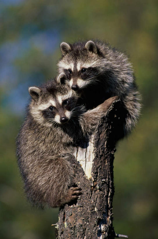 无人,坐,竖图,室外,白天,正面,旅游,度假,美景,森林,树林,植物,野生动物,阴影,朦胧,模糊,光线,影子,景观,树桩,注视,娱乐,树,树干,树木,蓝色,绿色,蓝天,天空,阳光,自然,动物,天,观察,看,两只,享受,休闲,木桩,景色,放松,可爱,活泼,生长,晴朗,成长,观看,察看,关注,自然风光,浣熊,万里无云,白鼻豿,晴空,晴空万里,坐着,彩图,全身