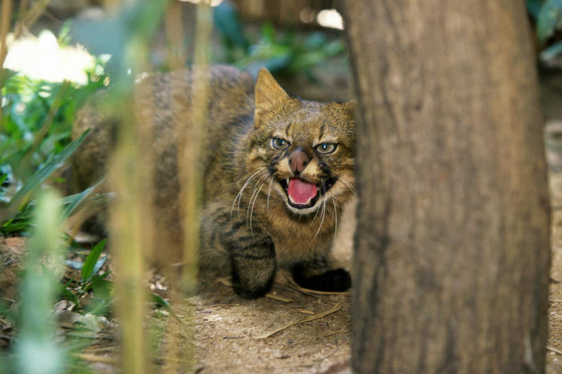 无人,坐,横图,室外,白天,正面,美景,树林,植物,宠物,猫,咆哮,阴影,朦胧,模糊,盛开,反射,影子,景观,花蕾,注视,花,花瓣,花朵,鲜花,树,树木,一只,绿色,自然,动物,花苞,花蕊,观察,看,张嘴,景色,可爱,生长,成长,观看,察看,关注,自然风光,猫咪,张大嘴巴,怒吼,呼啸,狂嗥,张开嘴,坐着,半身,彩图,南美草原猫,潘帕斯猫