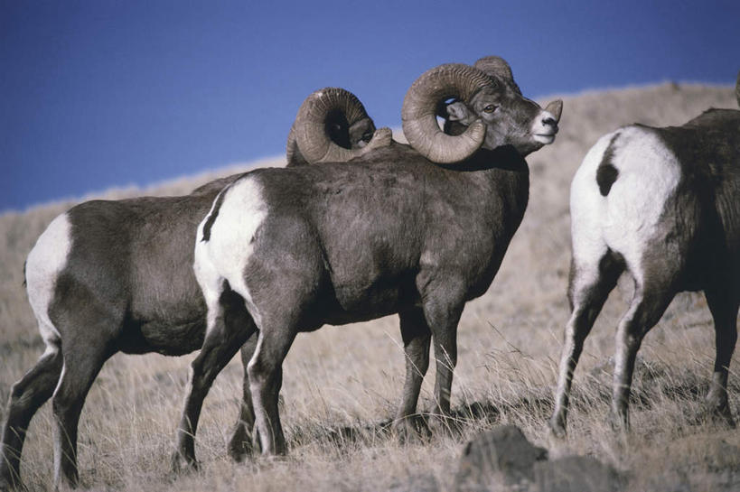 无人,站,横图,室外,白天,侧面,草地,草原,草坪,美景,植物,野生动物,羊,三只,阴影,枯萎,朦胧,模糊,光线,影子,荒野,景观,旷野,热带,注视,草,蓝色,蓝天,天空,阳光,自然,动物,天,观察,看,站着,景色,可爱,活泼,晴朗,观看,死亡,察看,关注,自然风光,原野,荒原,大角羊,万里无云,盘角羊,盘羊,枯败,晴空,晴空万里,站立,半身,彩图